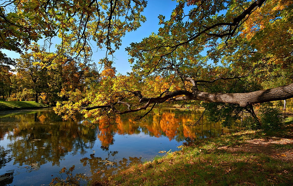 lake near trees during daytime HD wallpaper